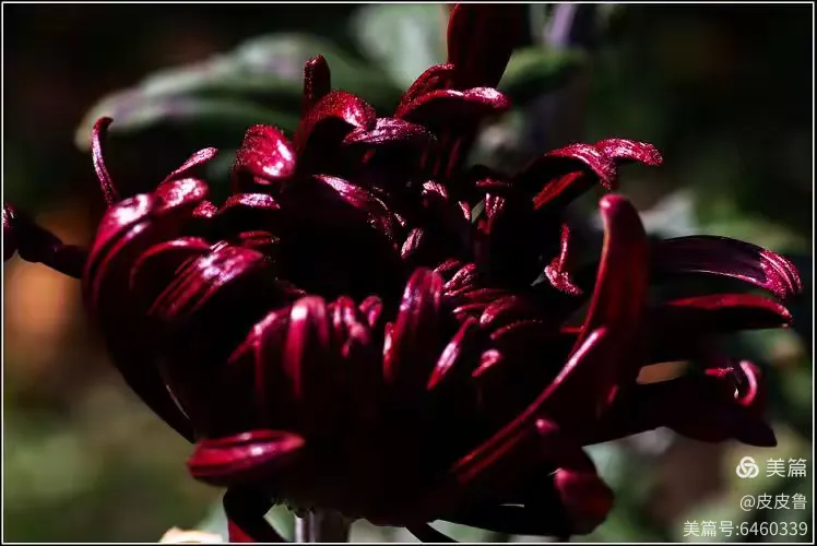 百花礼赞(107)菊系一一墨菊